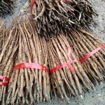 油牡丹苗一年苗，牡丹苗牡丹种苗，药用牡丹苗