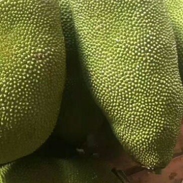海南黄肉菠萝蜜新鲜水果老树现摘特产整个包邮