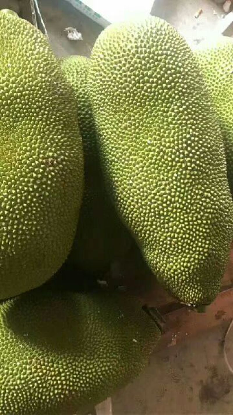 海南黄肉菠萝蜜新鲜水果老树现摘特产整个包邮