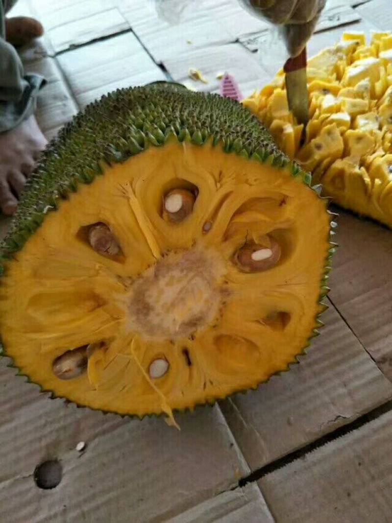 海南黄肉菠萝蜜新鲜水果老树现摘特产整个包邮