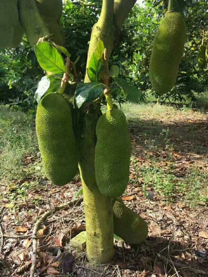 海南黄肉菠萝蜜新鲜水果老树现摘特产整个包邮