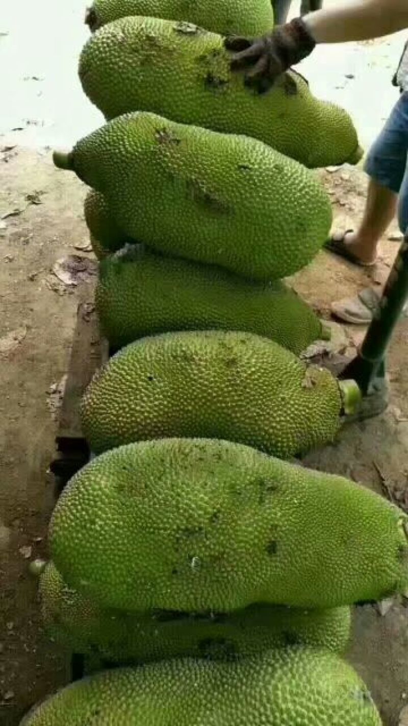 海南黄肉菠萝蜜新鲜水果老树现摘特产整个包邮