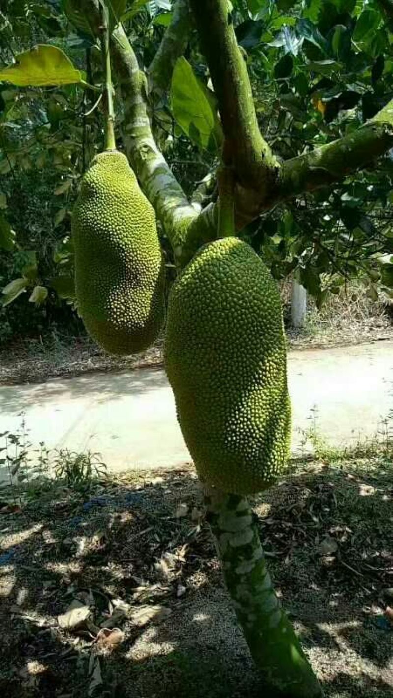 海南黄肉菠萝蜜新鲜水果老树现摘特产整个包邮