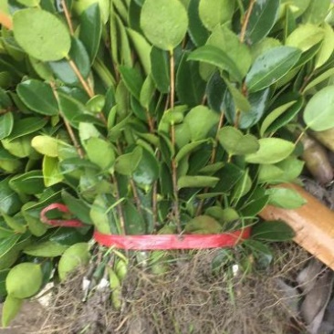 油茶苗油茶嫁接苗20-30