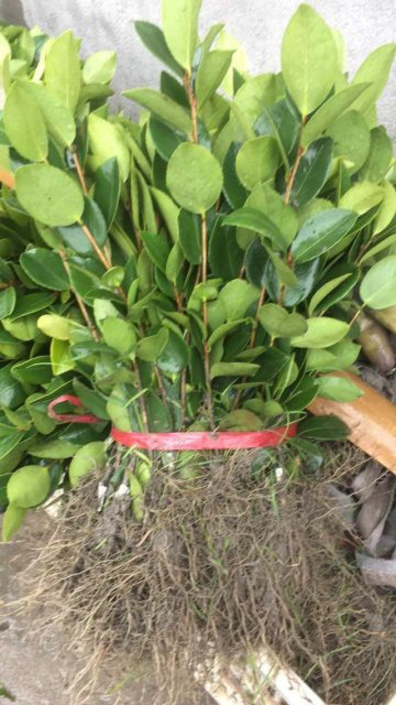 油茶苗油茶嫁接苗20-30