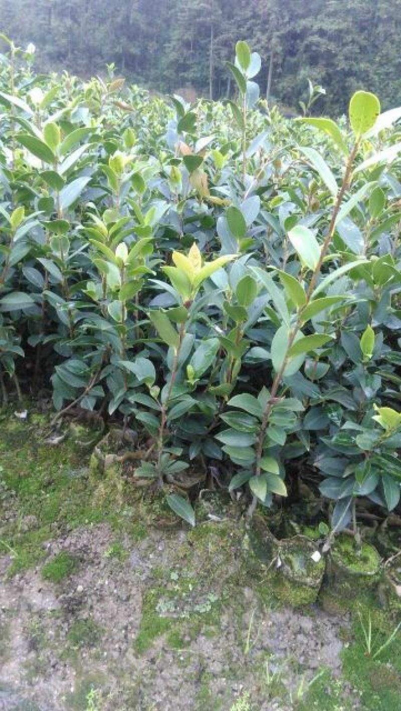 油茶苗油茶嫁接苗20-30