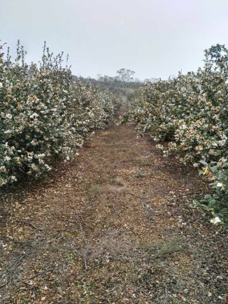 油茶苗油茶嫁接苗20-30