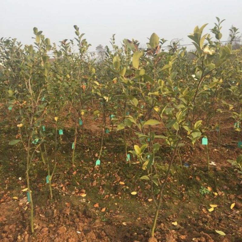 油茶苗油茶嫁接苗20-30