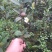 油茶苗油茶嫁接苗20-30