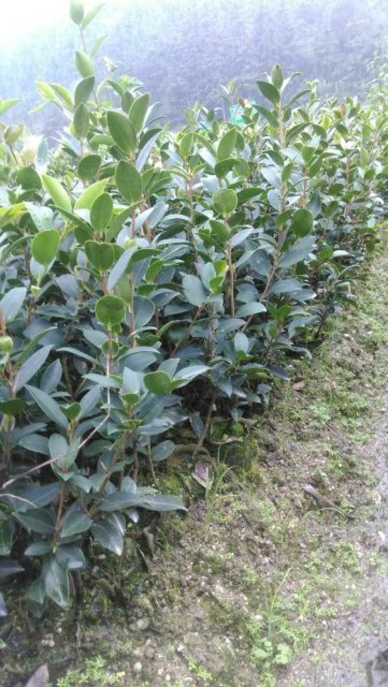油茶苗油茶嫁接苗20-30