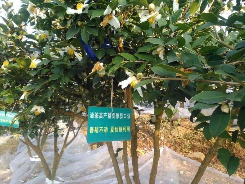 油茶苗油茶嫁接苗20-30