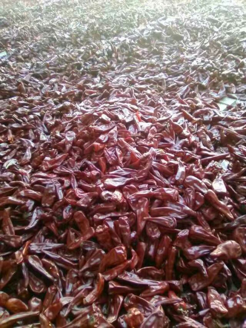 大量出售北京红干辣椒通货九成干好货货源充足，