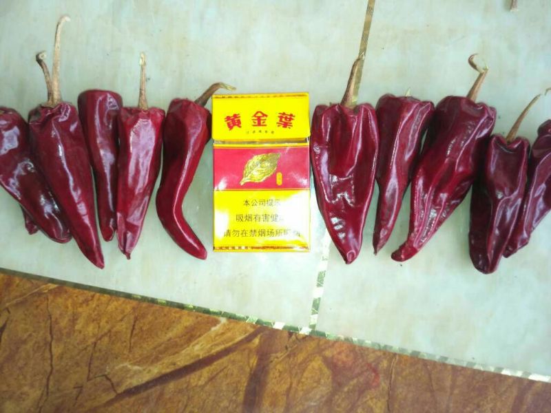 大量出售北京红干辣椒通货九成干好货货源充足，