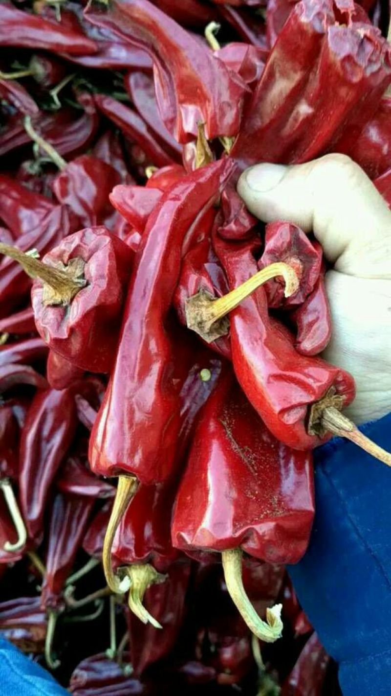 大量出售北京红干辣椒通货九成干好货货源充足，