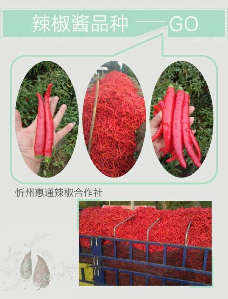 大量出售北京红干辣椒通货九成干好货货源充足，
