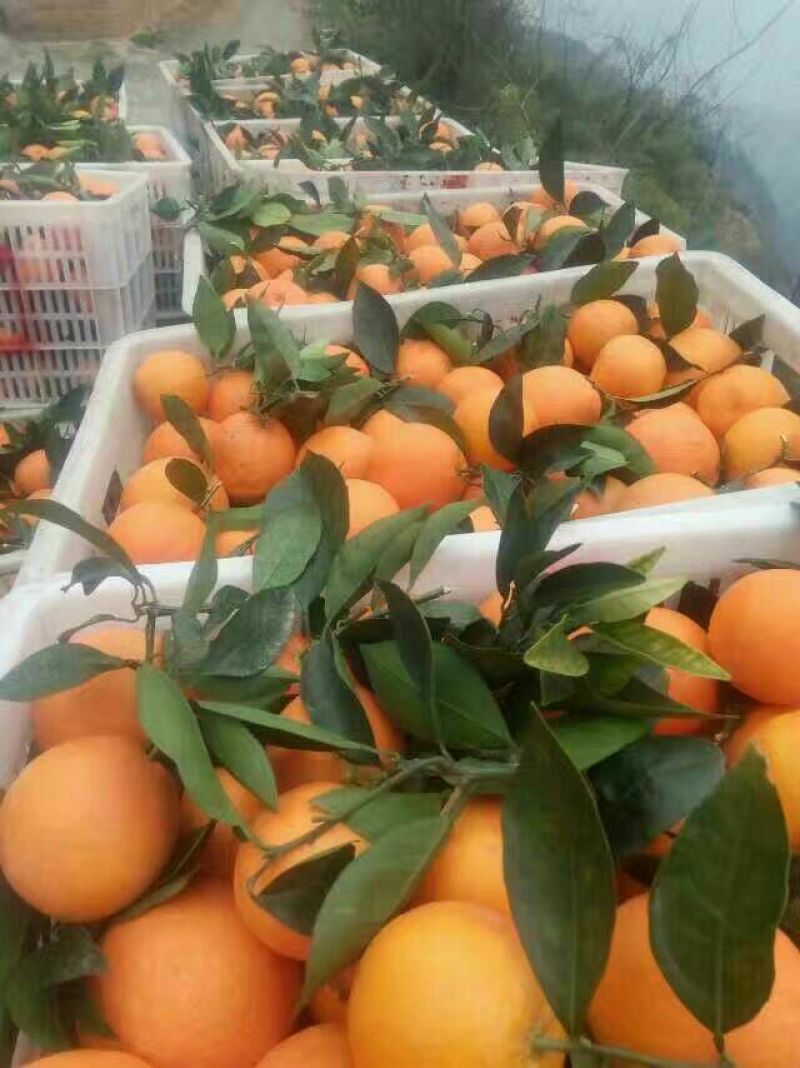湖北纽荷尔长虹脐橙大量鲜果采摘口感纯甜脐橙二级果大量有货