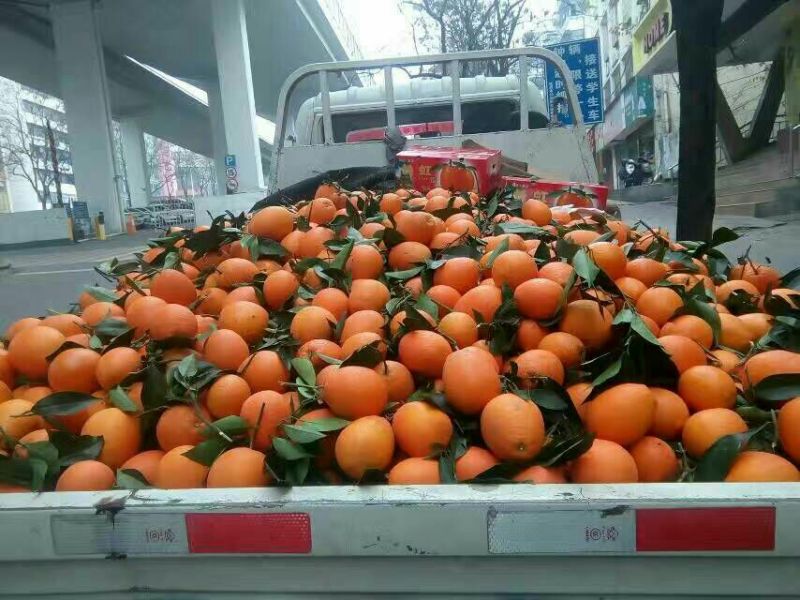 湖北纽荷尔长虹脐橙大量鲜果采摘口感纯甜脐橙二级果大量有货