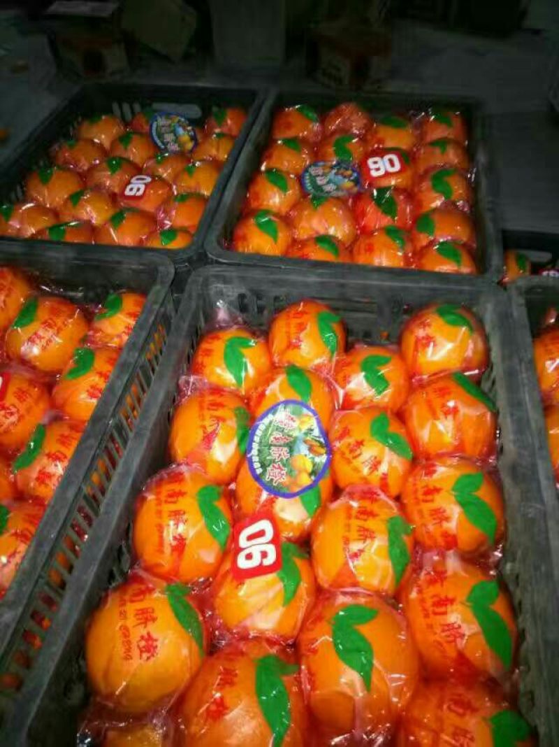 湖北纽荷尔长虹脐橙大量鲜果采摘口感纯甜脐橙二级果大量有货