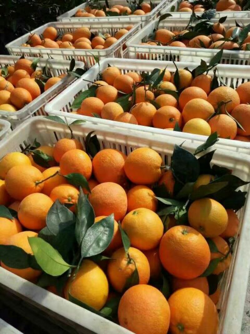 湖北纽荷尔长虹脐橙大量鲜果采摘口感纯甜脐橙二级果大量有货