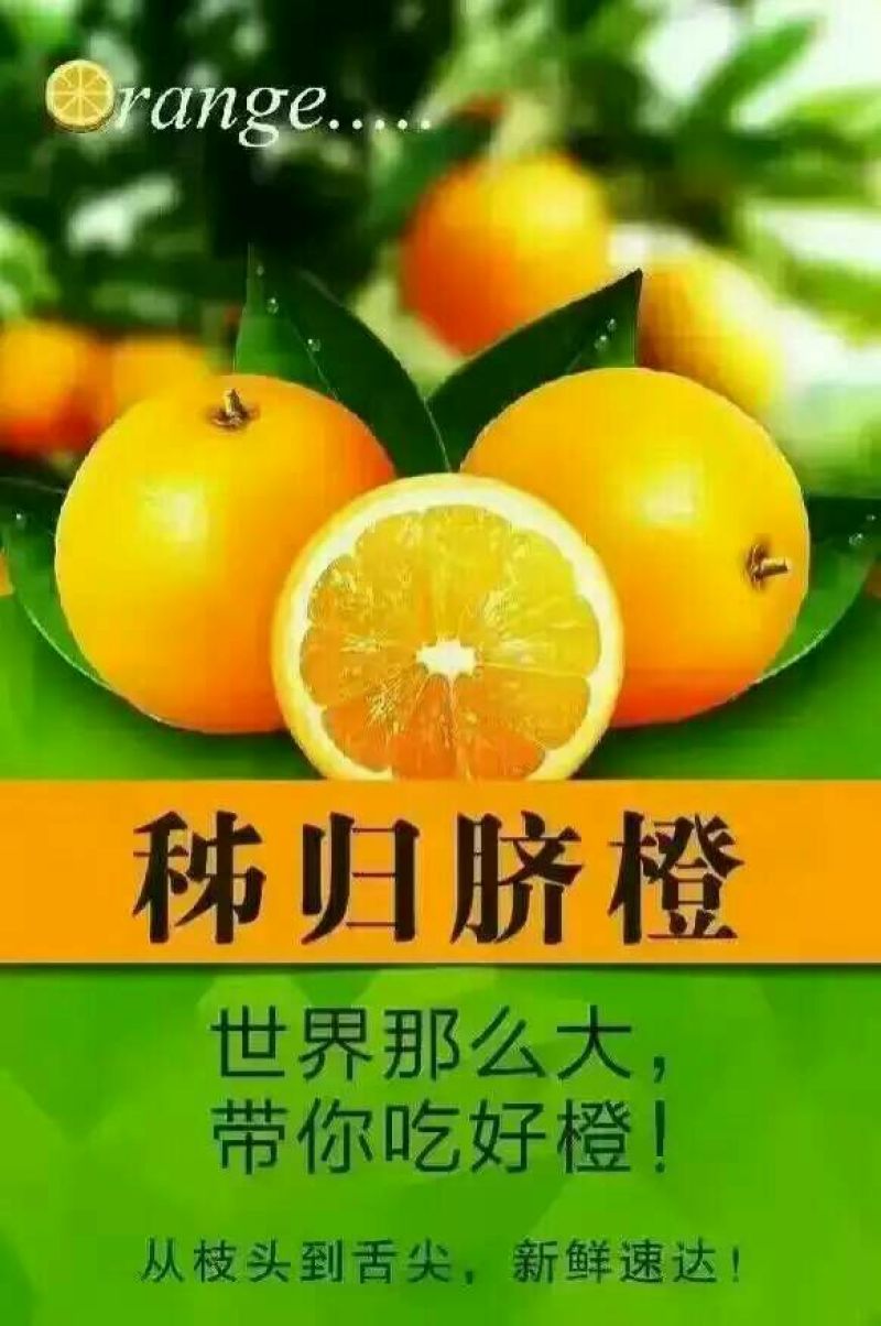 湖北纽荷尔长虹脐橙大量鲜果采摘口感纯甜脐橙二级果大量有货