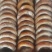 柿饼1~2两