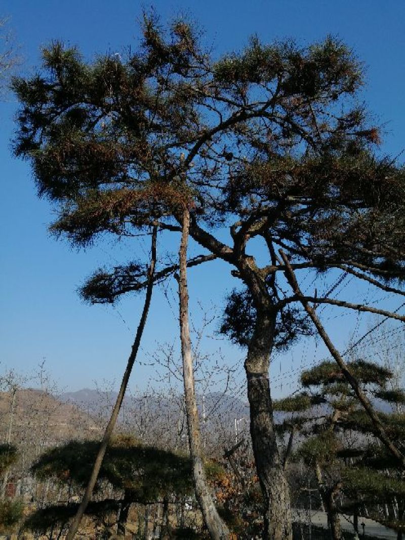 造型松14公分