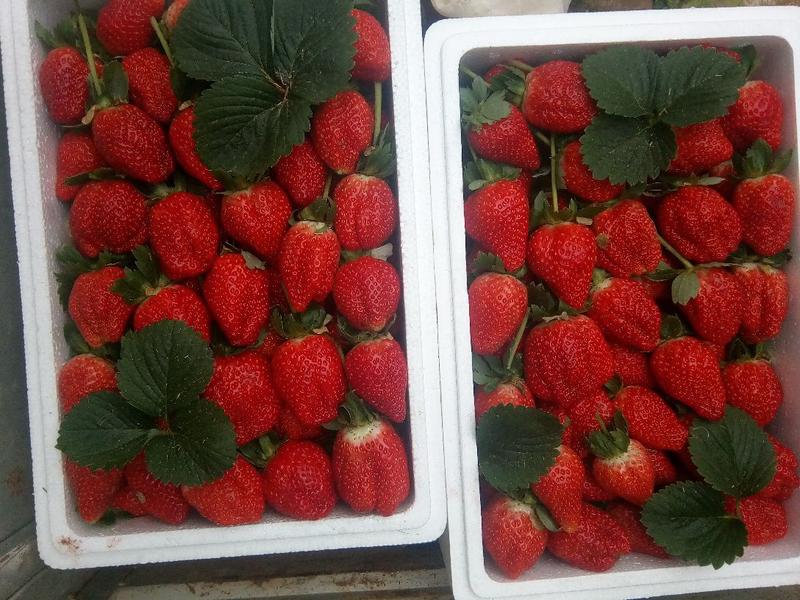 甜查理草莓，杠三草莓，牛奶草莓。法兰帝草莓