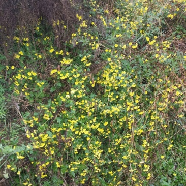 野菊花散装