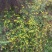 野菊花散装