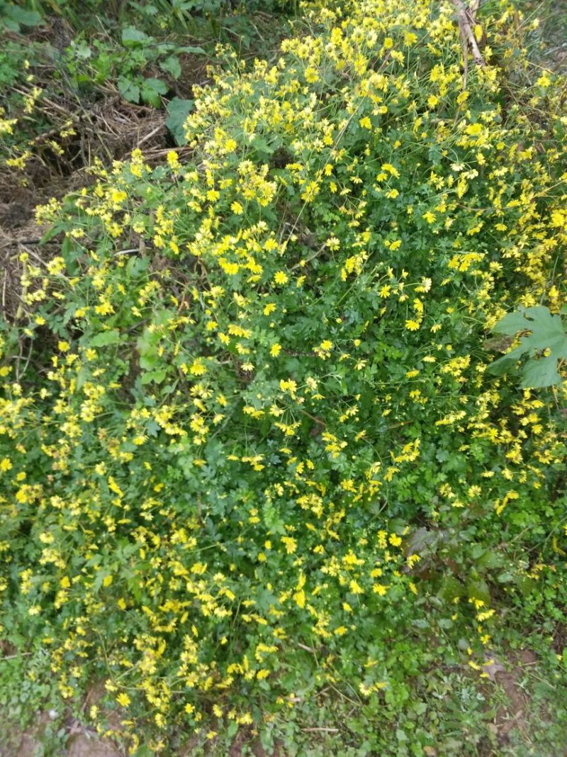 野菊花散装