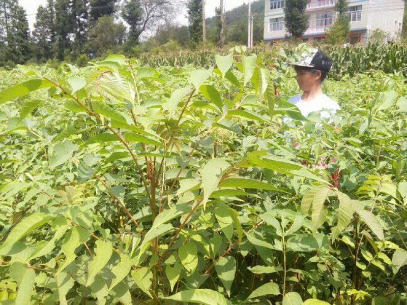 漆树苗，经济林苗，出漆率高，成活率高，长势快，