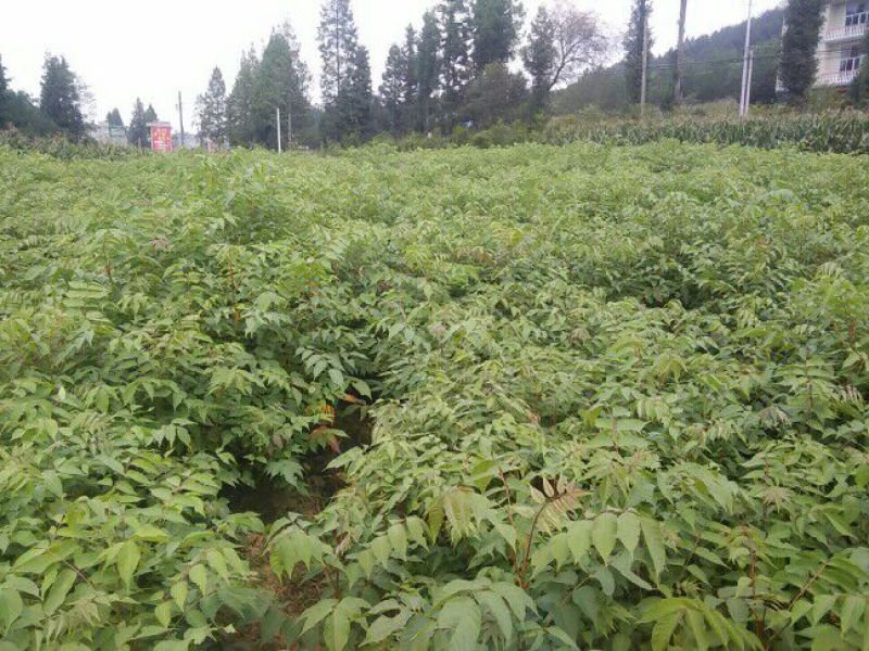 漆树苗，经济林苗，出漆率高，成活率高，长势快，