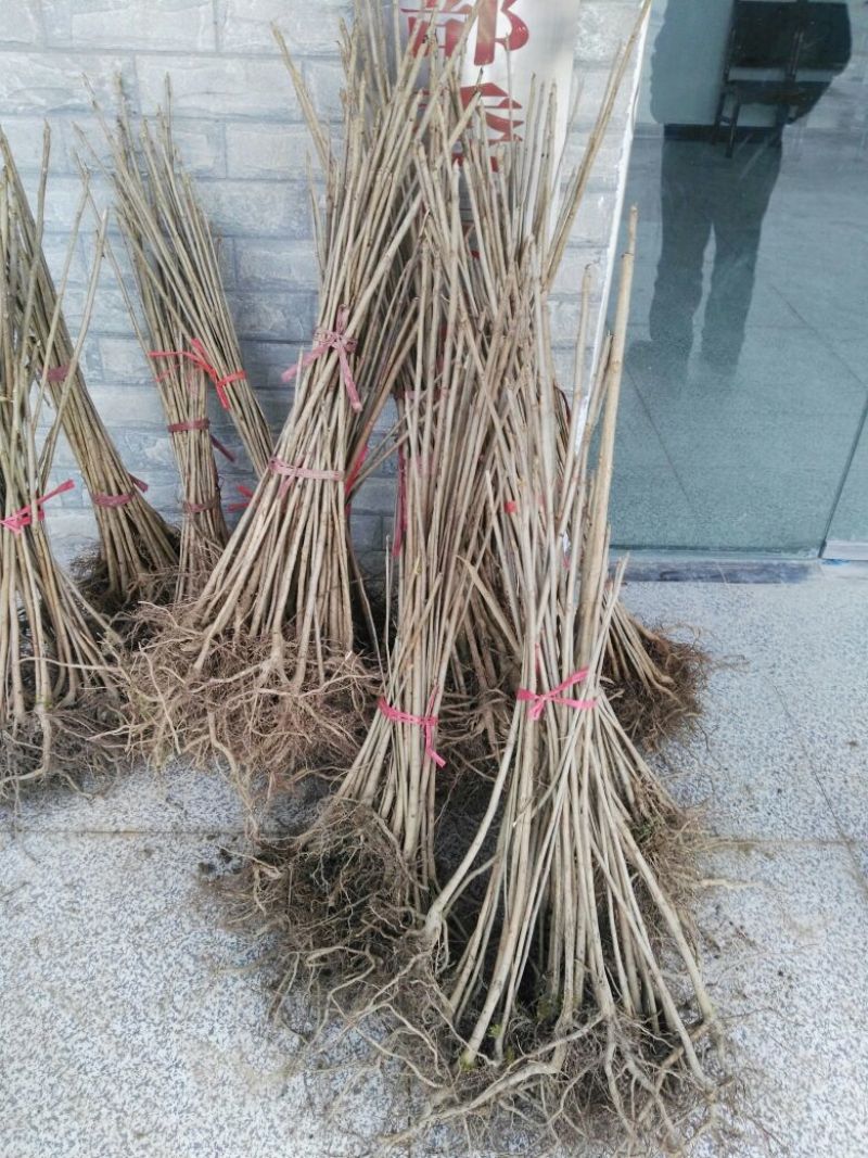 漆树苗，经济林苗，出漆率高，成活率高，长势快，