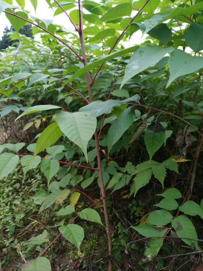 漆树苗，经济林苗，出漆率高，成活率高，长势快，