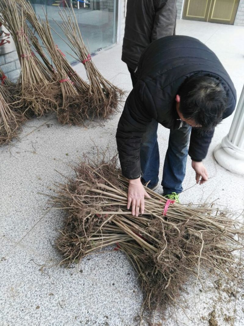 漆树苗，经济林苗，出漆率高，成活率高，长势快，