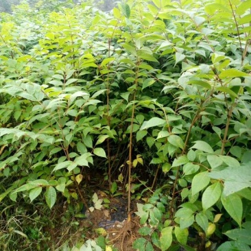 漆树苗，经济林苗，出漆率高，成活率高，长势快，