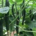 密刺黄瓜25公分以上鲜花带刺