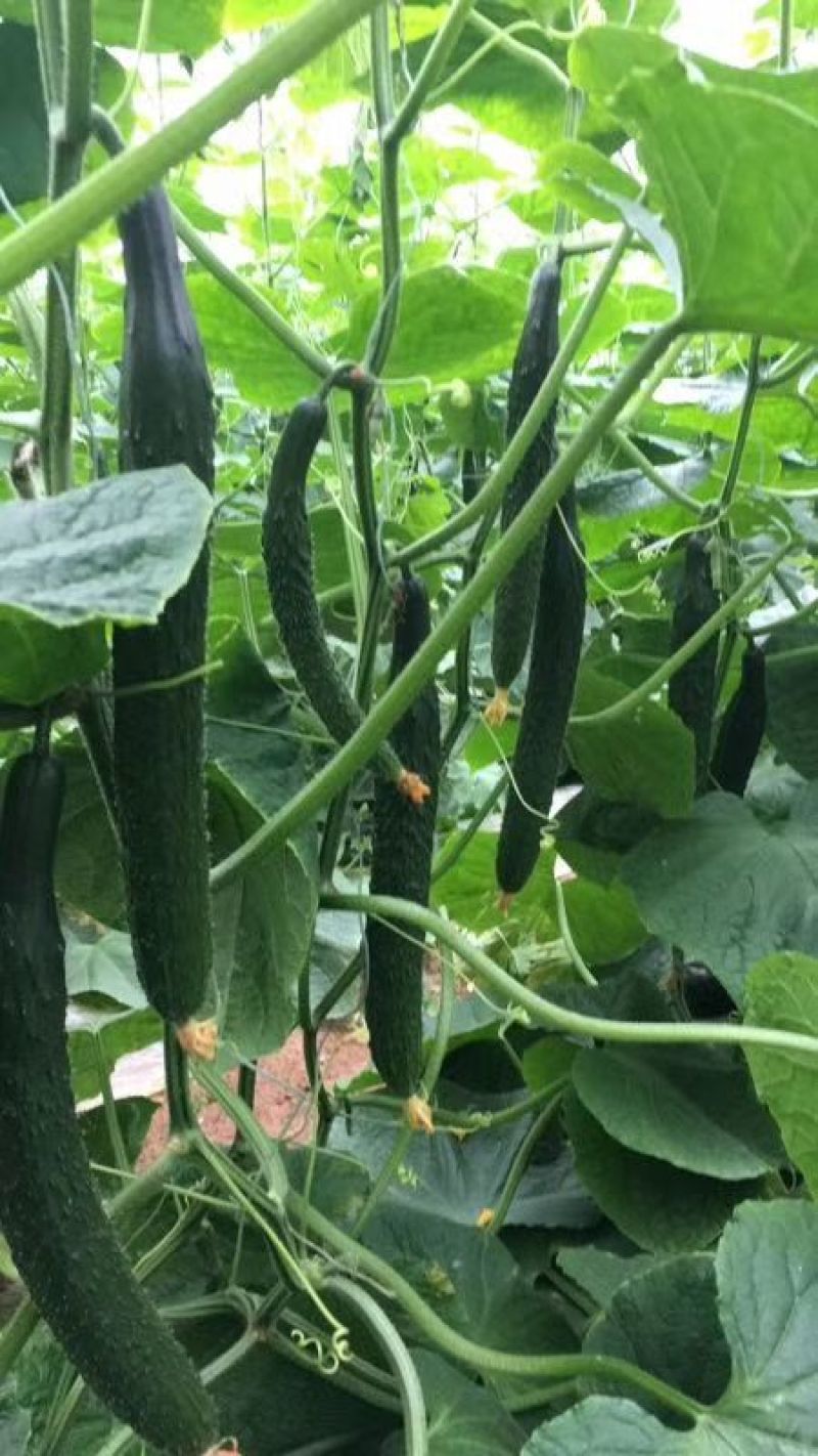 密刺黄瓜25公分以上鲜花带刺