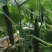 密刺黄瓜25公分以上鲜花带刺