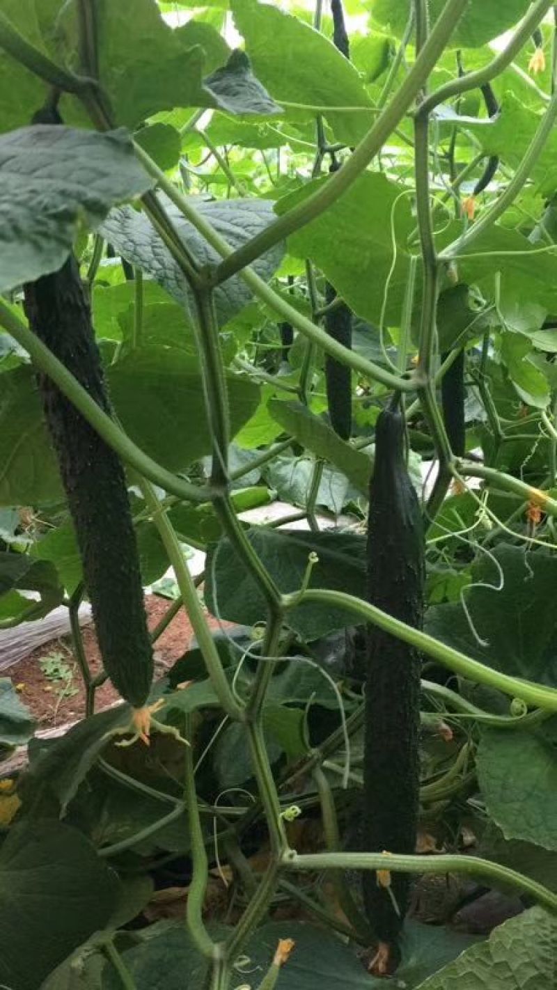 密刺黄瓜25公分以上鲜花带刺