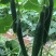 密刺黄瓜25公分以上鲜花带刺