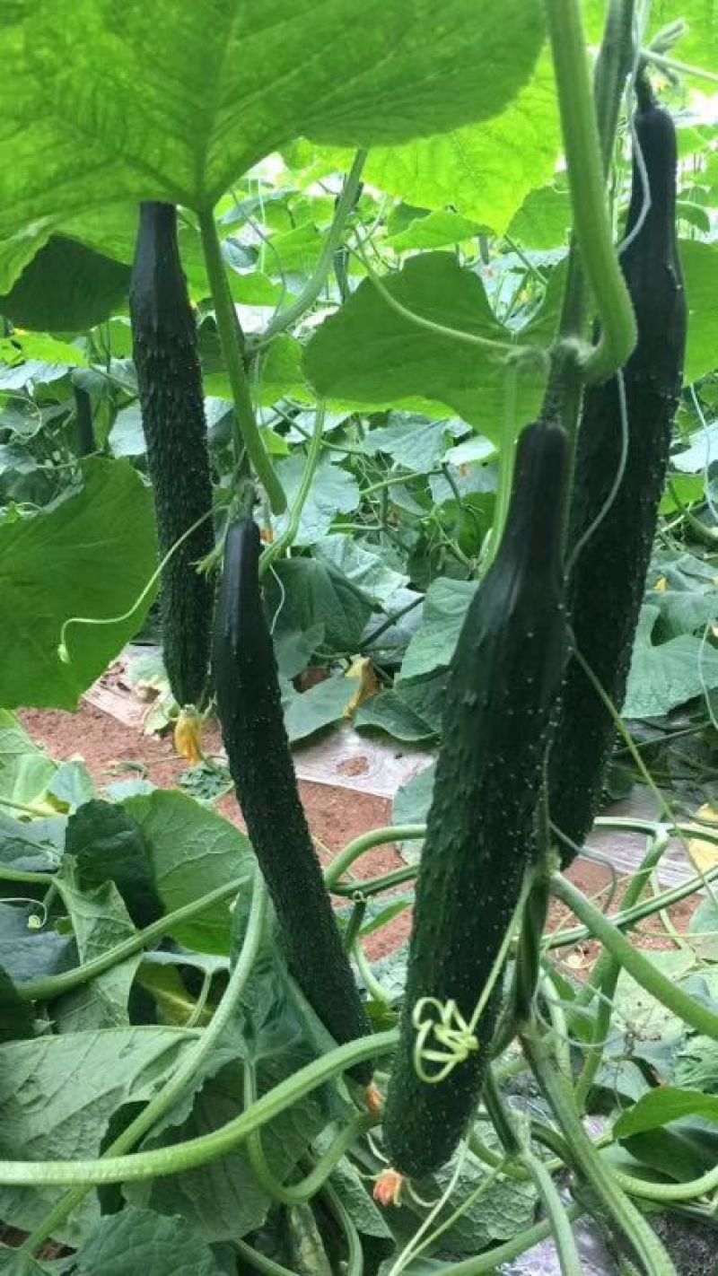 密刺黄瓜25公分以上鲜花带刺