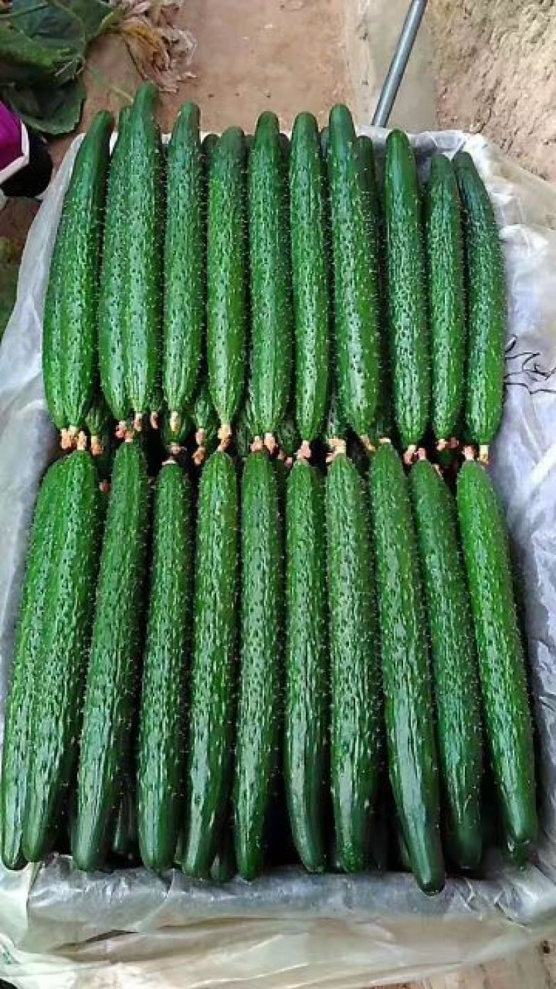 密刺黄瓜25公分以上鲜花带刺