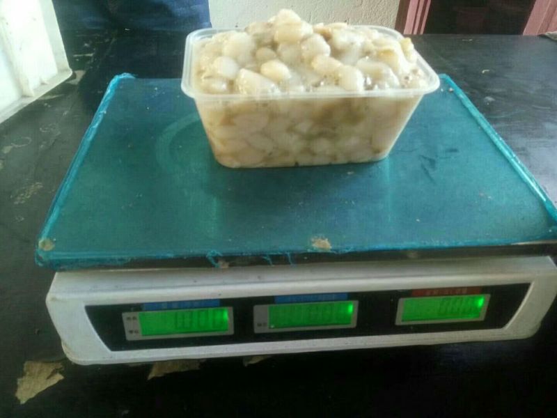 扇贝食用鲜活30~50只/kg