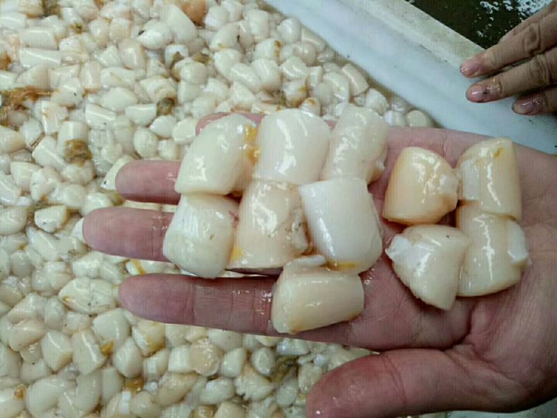 扇贝食用鲜活30~50只/kg