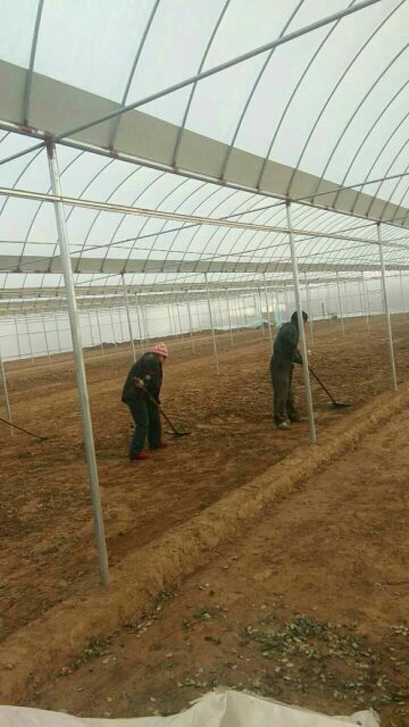 温室大棚镀锌管大棚连体带外遮阳大棚量大优惠！椭圆管大鹏