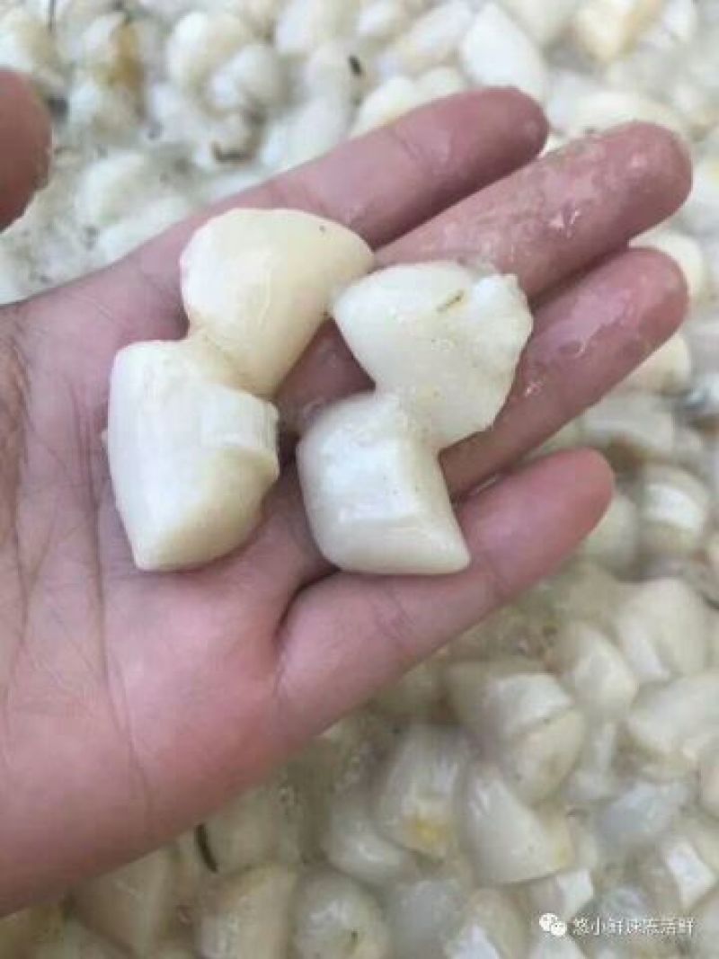 扇贝食用鲜活30~50只/kg