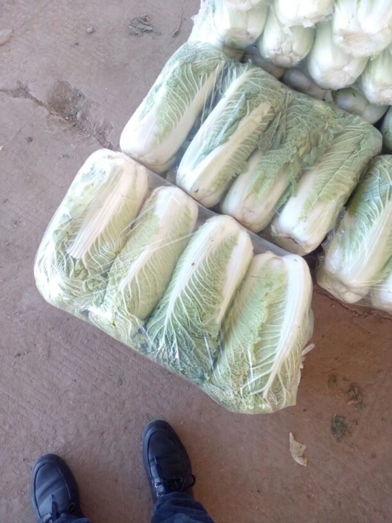 北京三号白菜，欢迎采购