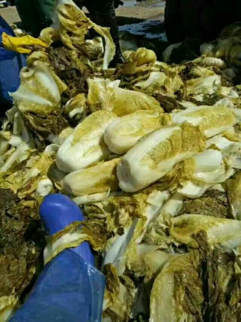 辽宁凌海酸菜盐水浸泡桶装