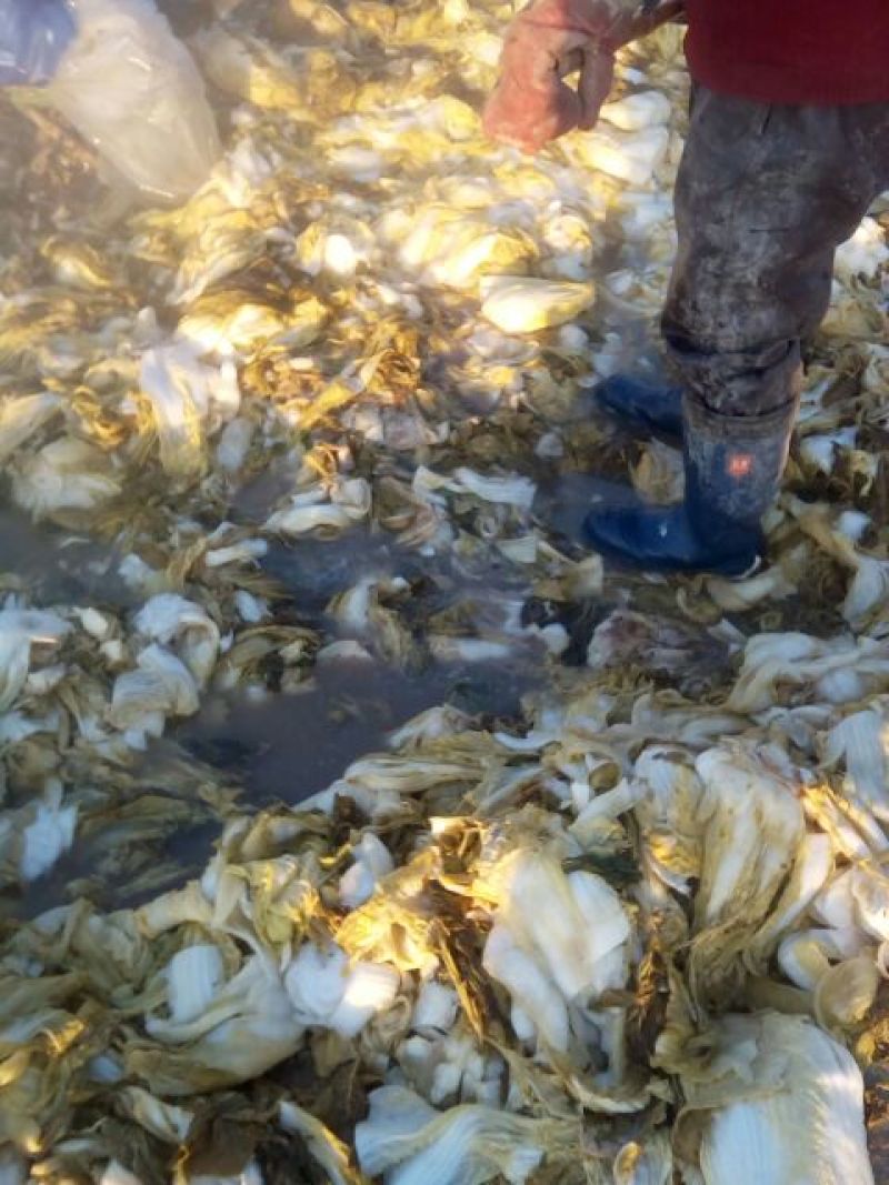 辽宁凌海酸菜盐水浸泡桶装